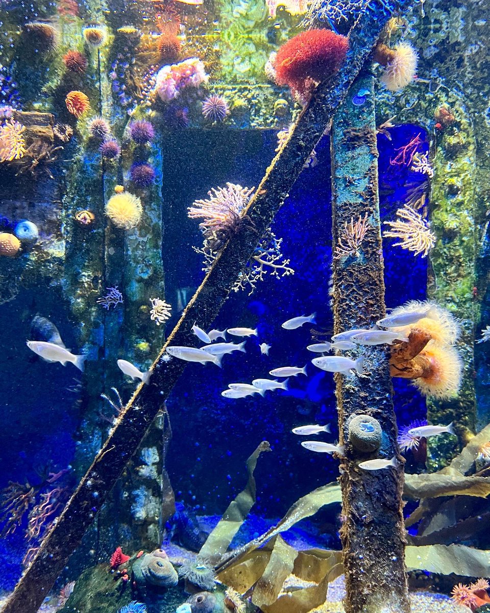 Sometimes when a meeting is postponed it allows you the opportunity to explore…. Thoroughly enjoyed being immersed with underwater beauty for a few hours.