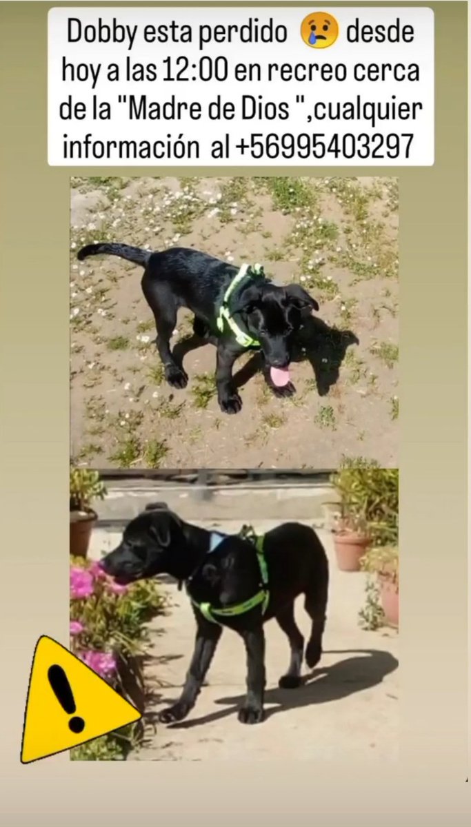 pgallardob21's tweet photo. Perrita perdida en Viña del Mar, Sector Recreo. Favor difundir 🙏🏻
@AnimalParaiso @fund_quiltro @Salvandohuella6 @radio_festival @BlanquitaMontt https://t.co/reiEF511Mc