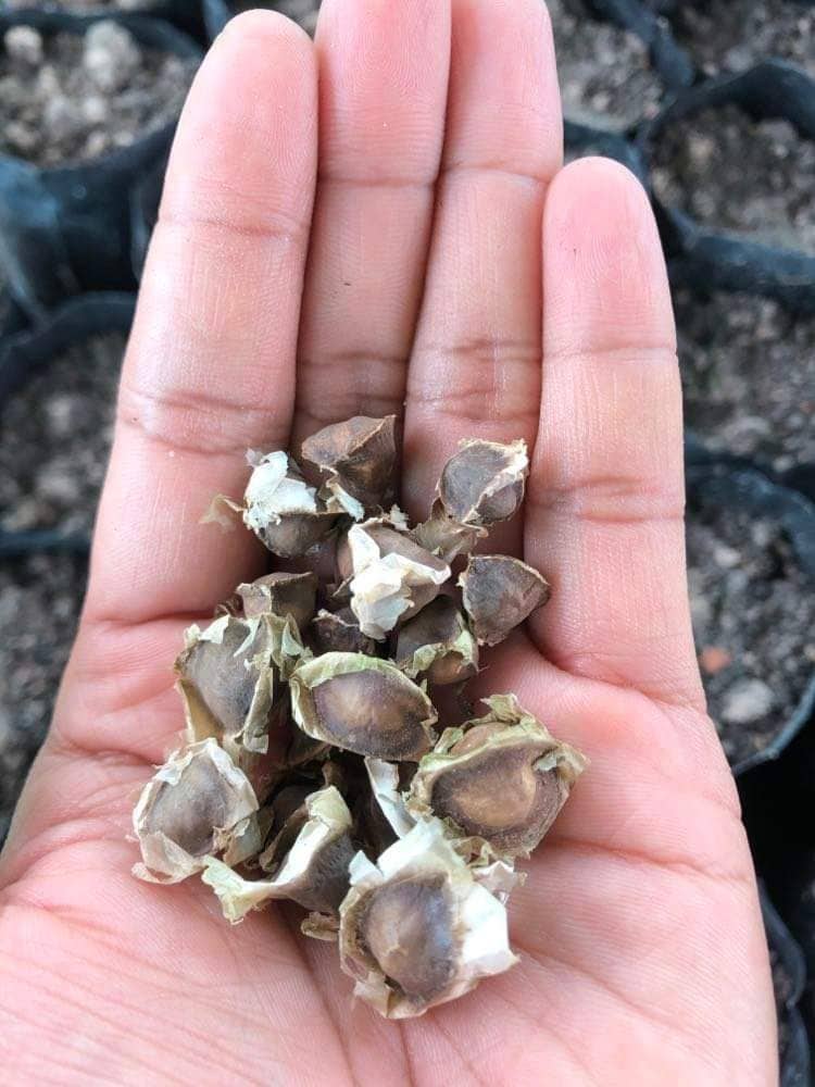 モリンガ植えてます🌿