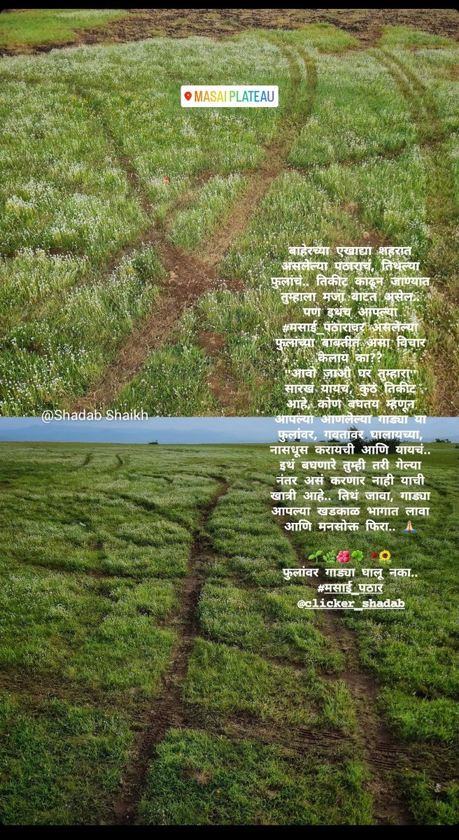kolhapur_kop's tweet photo. बाहेरच्या एखाद्या शहरात. असलेल्या पठाराचं, तिथल्या फुलांचं.. तिकीट काढून जाण्यात तुम्हाला मजा वाटत असेल, पण इथंच आपल्या #मसाई_पठारावर असलेल्या फुलांच्या बाबतीत असा विचार किलाय का?? "आवो जाओ घर तुम्हारा सारखं यायचं, कुठं तिकीट आहे, कोण बघतय म्हणून "आपल्या आणलेल्या गाड्या या https://t.co/6mKrRtytzm