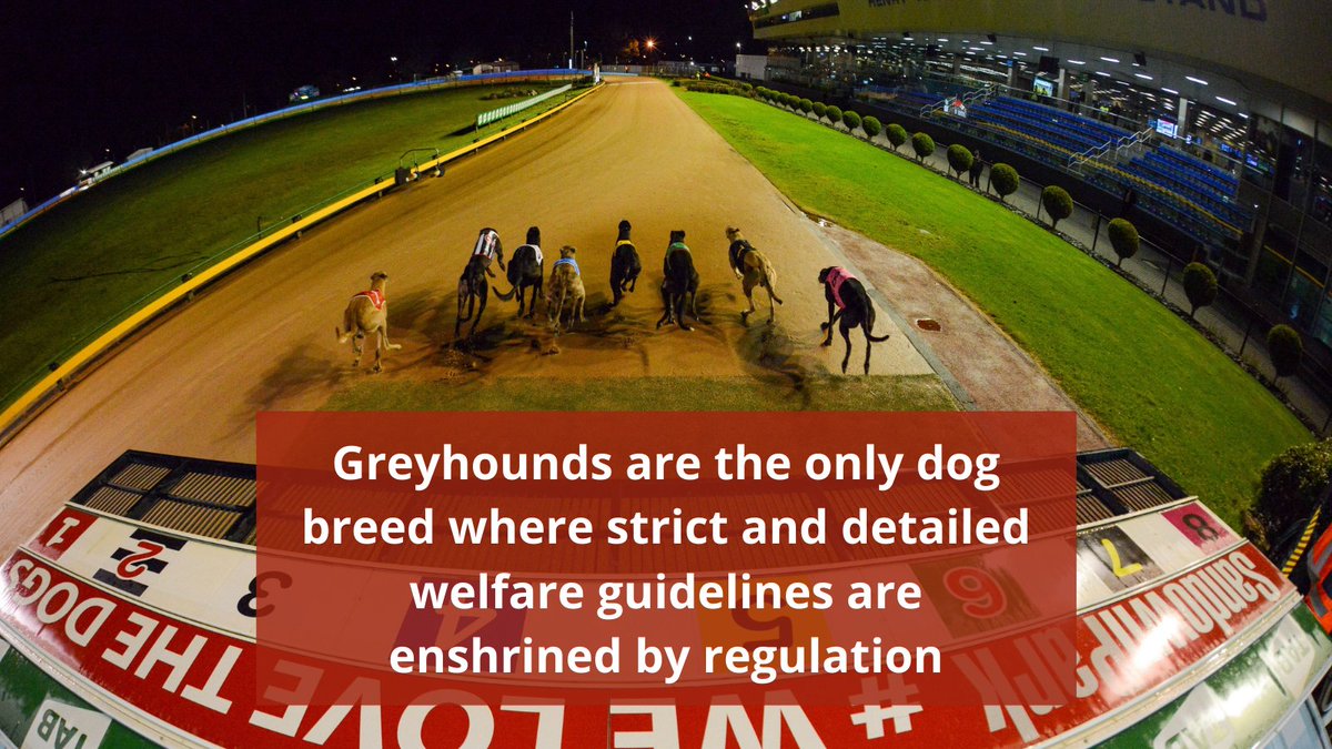 From their living arrangements through other aspects of their safety and welfare, greyhound owners must abide by a multitude of regulations. Of course, the owners would look after them anyway, but the fact remains that no other dog breed is as carefully monitored. #Greyhounds