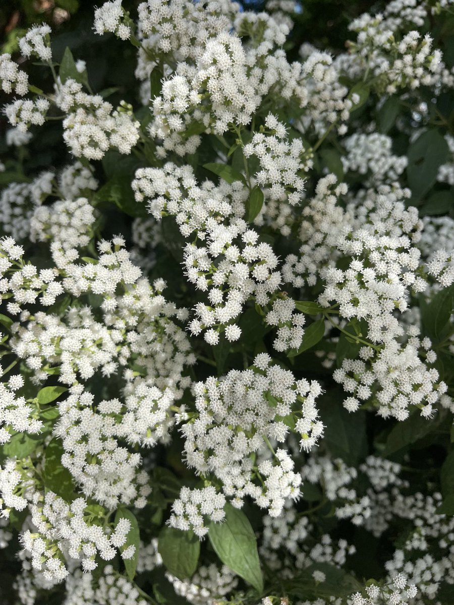 nejsnave's tweet photo. the light has changed #flowerreport #FirstDayofFall2022 https://t.co/WMnt9NW0vK