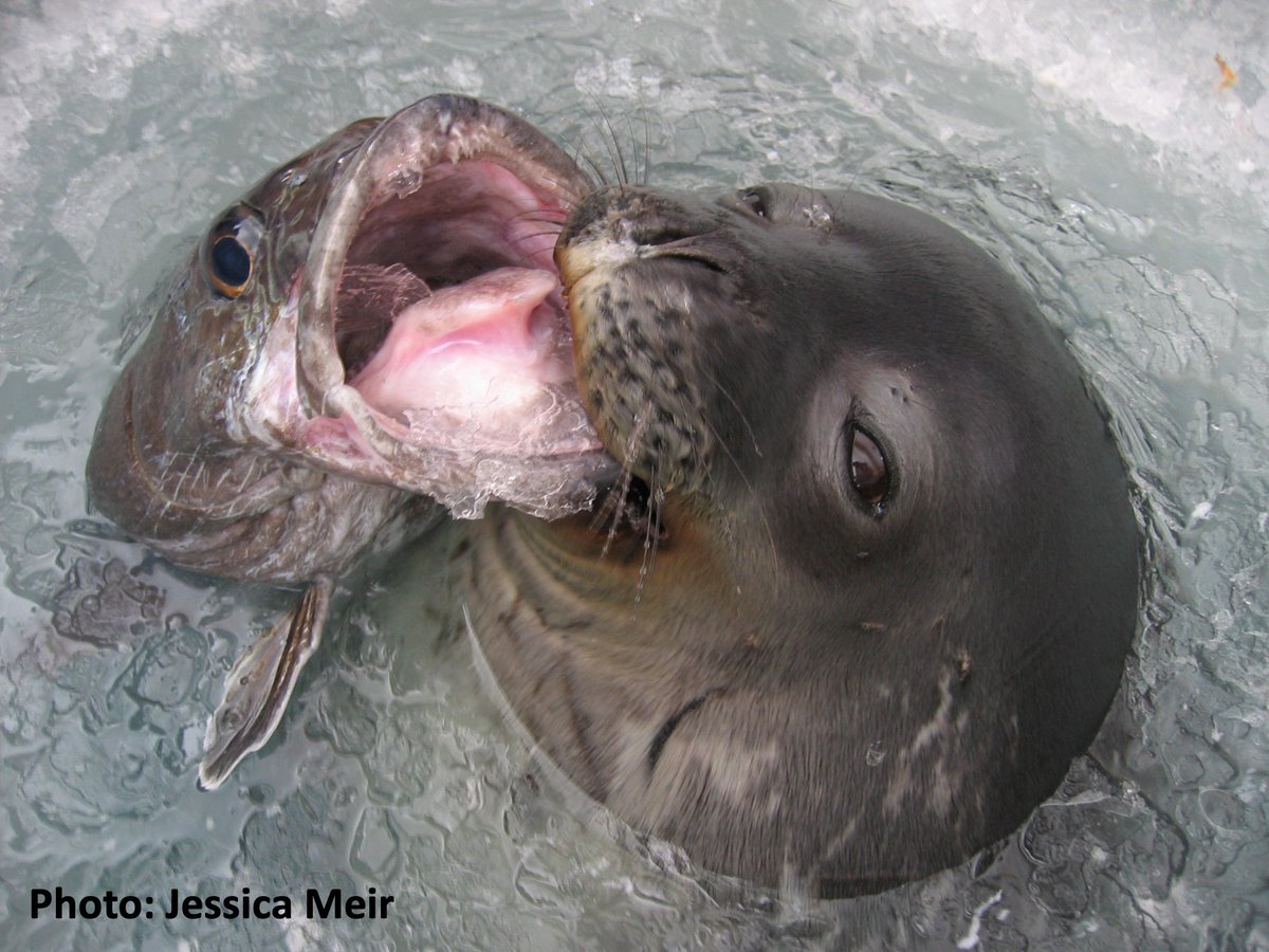 Want to study a fascinating & important deep-sea top #fish predator from the Southern #Ocean? My lab is recruiting a PhD student to study life history connectivity of #Antarctic toothfish! See call & how to apply here cassandrabrooks.com/research-group… Please share widely! @Polar_Research