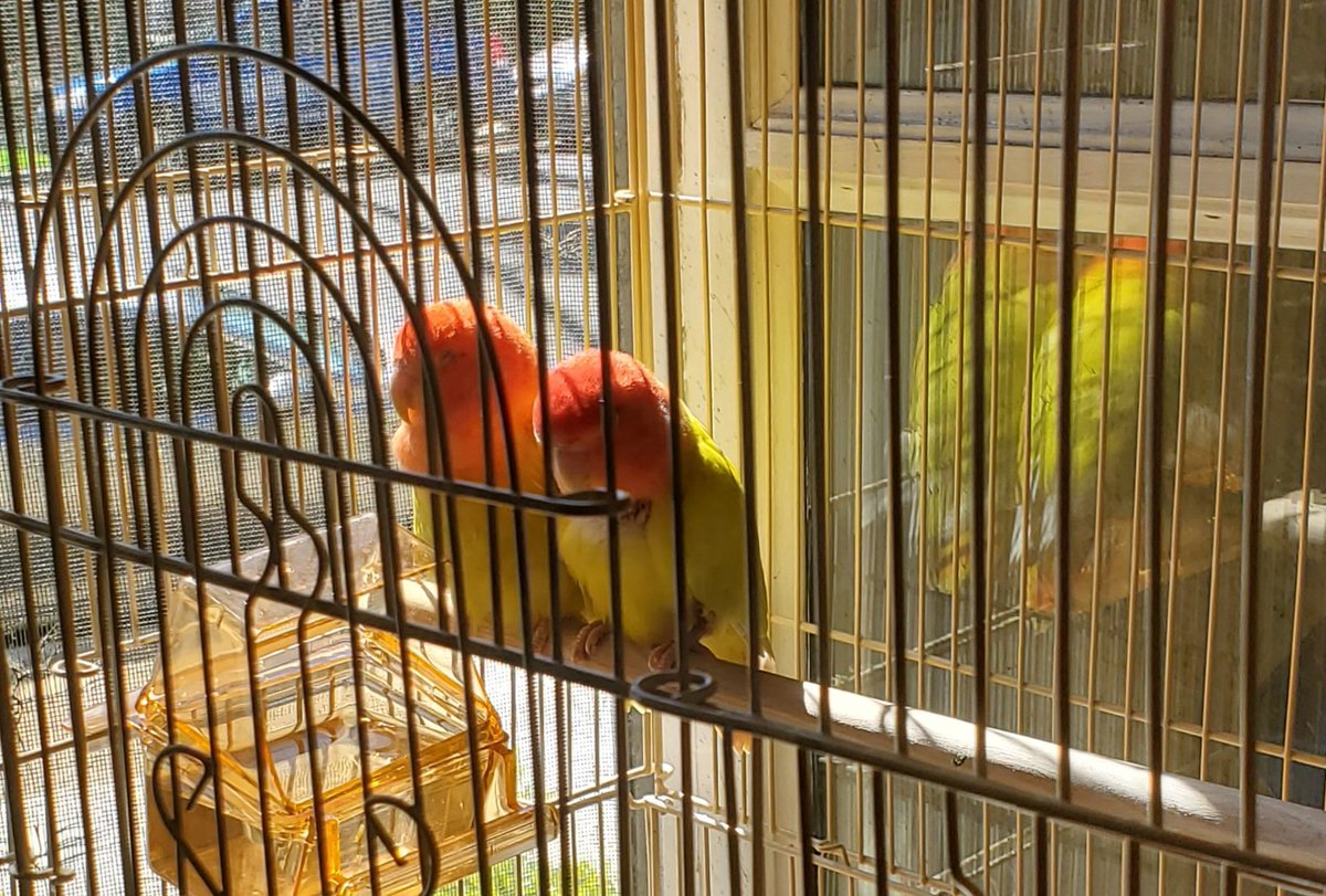 TyMurphy19's tweet photo. When we first acquired Archie and Betty last March
They were all mangy and everything
Now that we have set them free their feathers have all grown back
But they have not laid any eggs,
Do Lovebirds mate on an annual basis?
#ArchieAndBetty https://t.co/Iz7oIFVoee