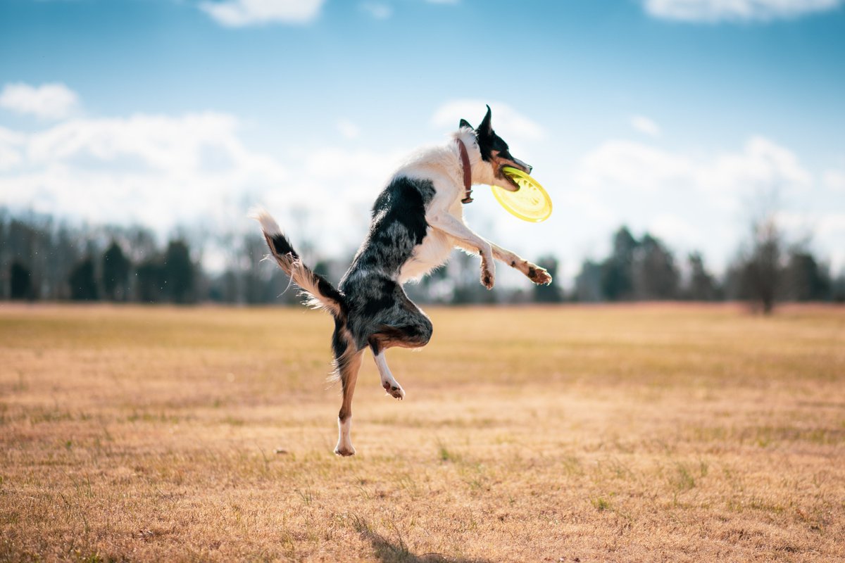 VictorHendrix20's tweet photo. Nothing better than hitting the park with your bestie. @VictorHendrix20 

#dog #doglovers #dogtraining #daogsarethebest #dogsarethefamily #canineweekly https://t.co/nYIAmWmVDH
