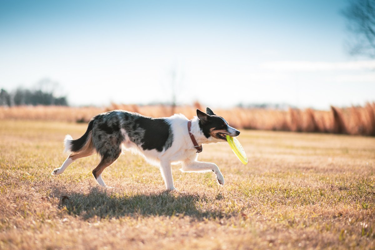 VictorHendrix20's tweet photo. Nothing better than hitting the park with your bestie. @VictorHendrix20 

#dog #doglovers #dogtraining #daogsarethebest #dogsarethefamily #canineweekly https://t.co/nYIAmWmVDH