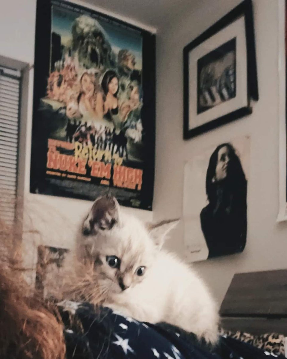 VadaCallisto's tweet photo. Sinatra says goodnight moon.

#troma #anidifranco #film #kitten #returntoreturntonukeemhighakavolume2 #evolve #righteousbaberecords #buffalo #roc https://t.co/q2VnnLDUQC