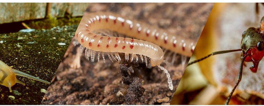 Natuurjournaal 23 september 2022: Bodemdierendagen van start en smient is er weer dlvr.it/SYr9nk