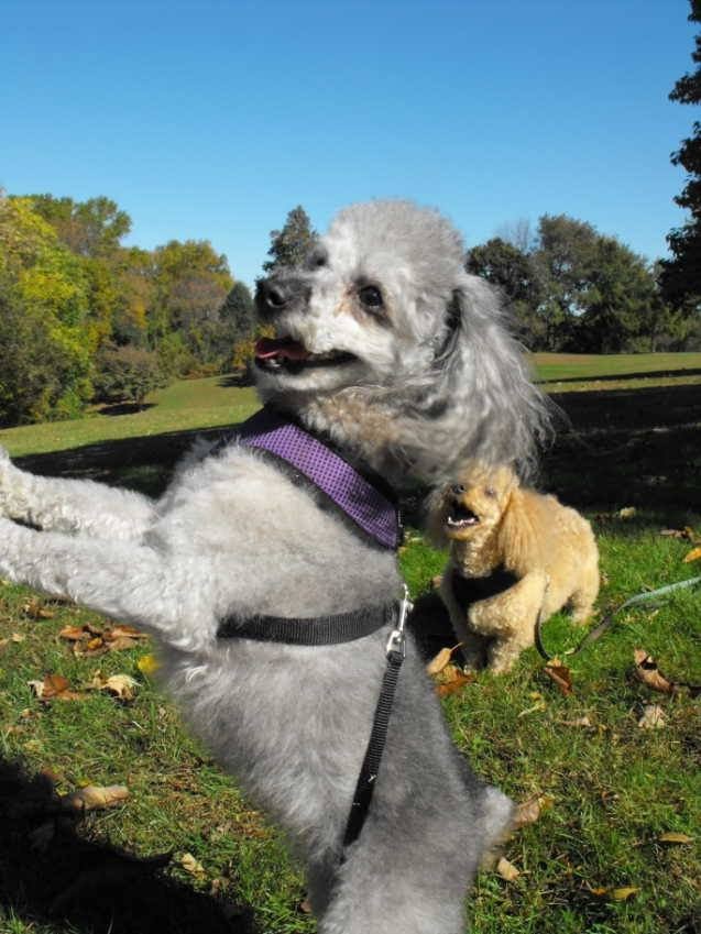 MichelleJarw's tweet photo. Beautiful Day with my angels. Thinking about Fall. I miss them so much. #RoseTree Buddy & Cozy's park. https://t.co/rlEbdIT5mh