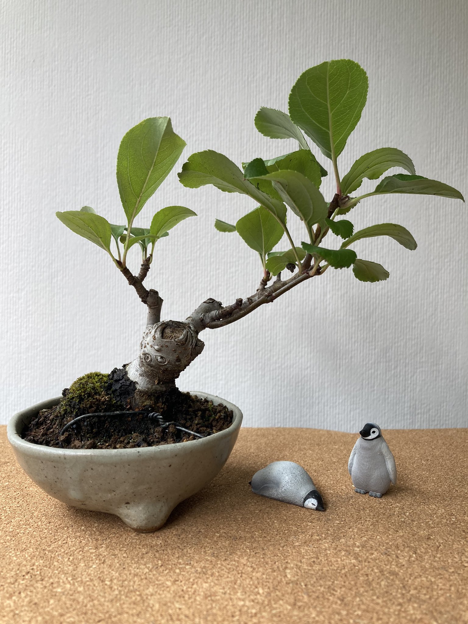 平丸 盆栽 Hiramaru Bonsai Twitter