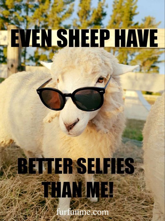freewooly's tweet image. #Sheep #SheepHumor #Selfies
