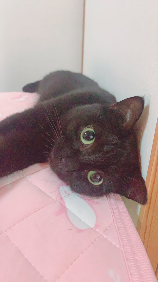 schroedinger_18's tweet photo. 待って待って
我が家のアイドル猫が脱走した
猫探してますのチラシ近所のポスト入れまくっていいかな？笑
ご飯も食べれんし寝られへんです😭 https://t.co/OFdXrKHyH7