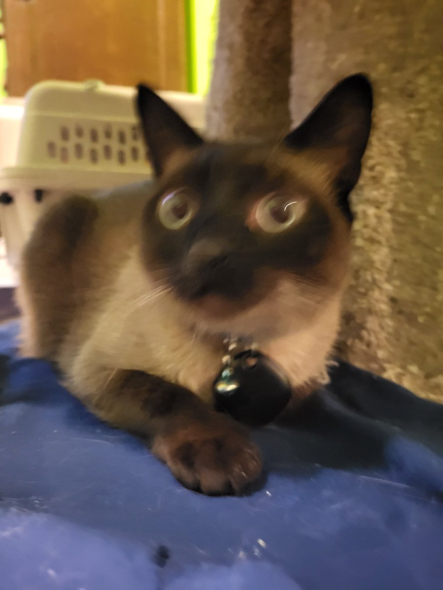 ToebeanSquiggy's tweet photo. I'm a happy boy mum put a heating pad on my tree so I get to nap warmly when she turns it on for me. Mum said it turns off every 2 hours for "safety" whatever that means. https://t.co/3GAdYQO1Lk