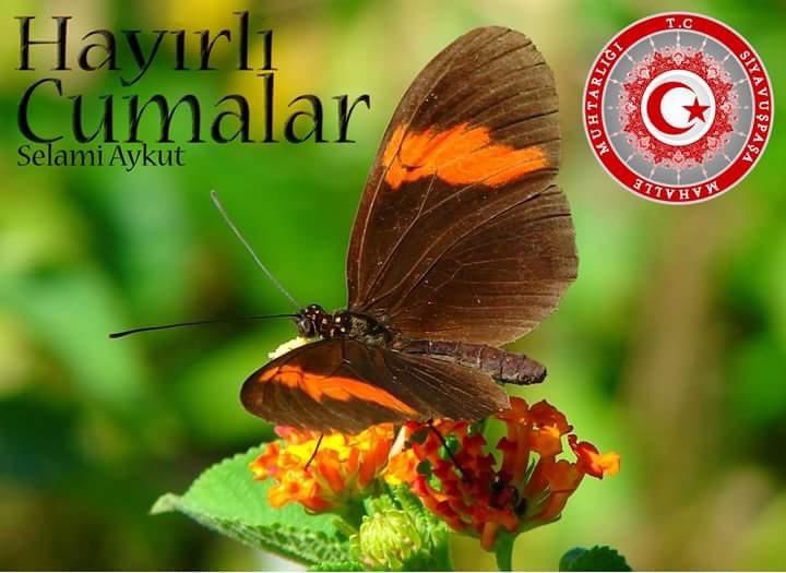 Makbul, dua ve tövbelerimizi kabul, sağlığımızı daim, kazancımızı bereketli, kalplerimizi ve evlerimizi huzurla doldursun inşallah. Hayırlı Bereketli Cumalar. 
Dualarda unutulmamak dileğiyle.

Selami Aykut
Siyavuspasa Mahalle Muhtarlıgı
Tümİstanbul MuhtarlarFederasyonu