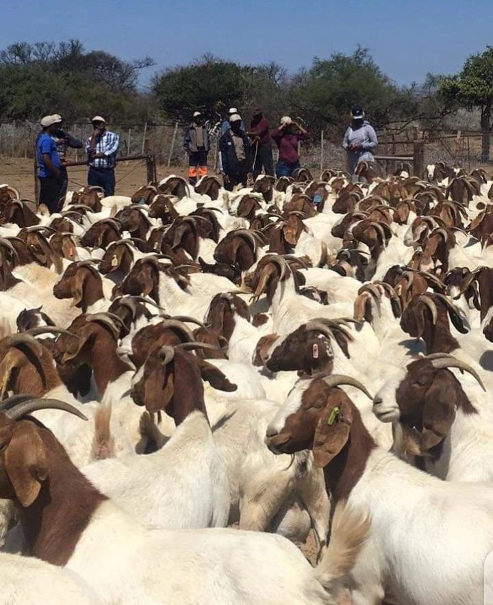 Ngaruye Farm🐄🐐🌽🌾🇺🇬 tweet media