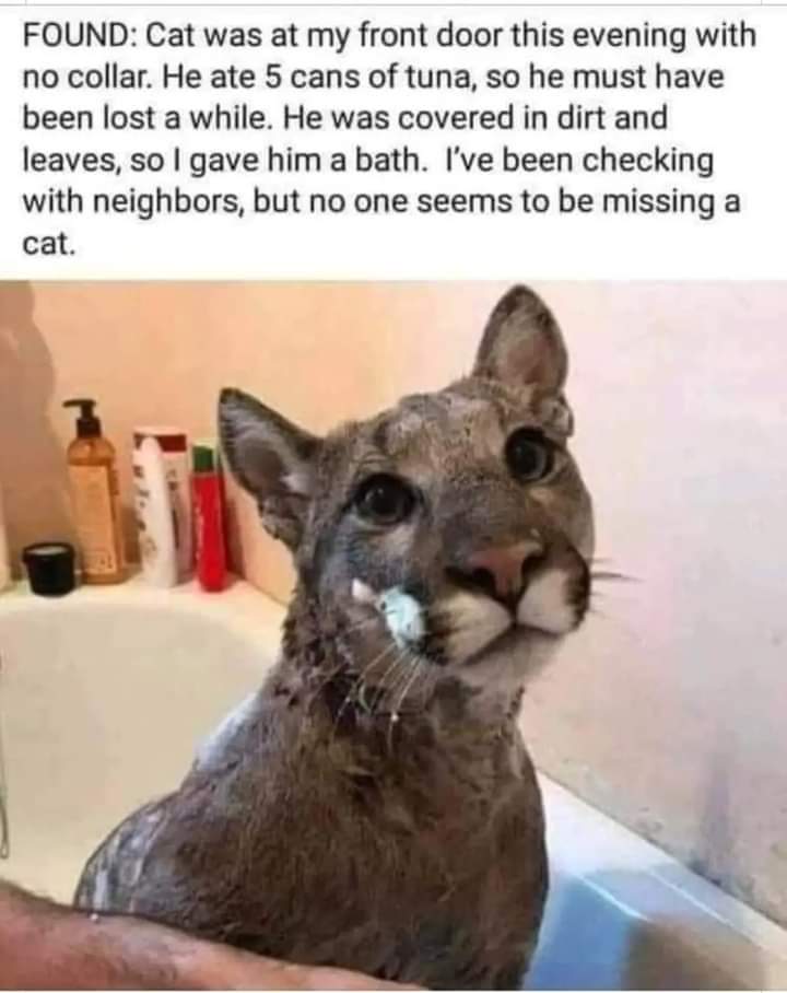 😹😹😹

#panfur