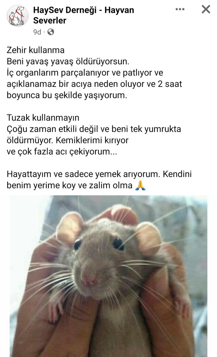 yukselhos's tweet photo. Türkiye'yi veba karanlığına gömmek için ne yapılabilir?

A) köpek duyarıyla, hastane ve üniversite bahçeleri,acil servisler köpek doldurulur.
B) sokaklara köpek yemi bırakılıp fare ve böcek sayısı kontrolden çıkartılır.
C) fareleri sevimli gösterip fare duyarı başlatılır
D) HEPSİ https://t.co/8KCrgbxxKa