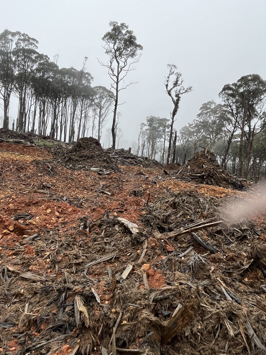 mac_bron's tweet photo. Not much more than an hour out of Melbourne ecocide is being committed by VicForests funded by Dan Andrews’ government, forests are being smashed even in places where endangered Greater Gliders have been found just to make paper cardboard and pallets, omg heartbreaking https://t.co/d4aYBYHyJv