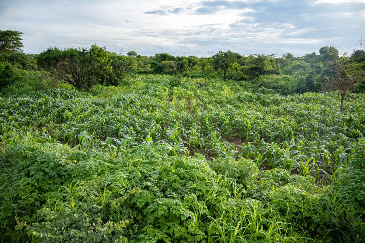 grp_resilience's tweet photo. How can we transform #foodsystems?

Check out the new Southern African Resilience Academy (SARA) photo essay exploring the steps needed to achieve #climate-resilient &amp; #sustainable #foodsystems transformation!🌍 

🔗: https://t.co/kOPwcpKxqD
@CST_SU @USAID_SAfrica @IWMI_ @IFPRI https://t.co/GWykJ6yvun