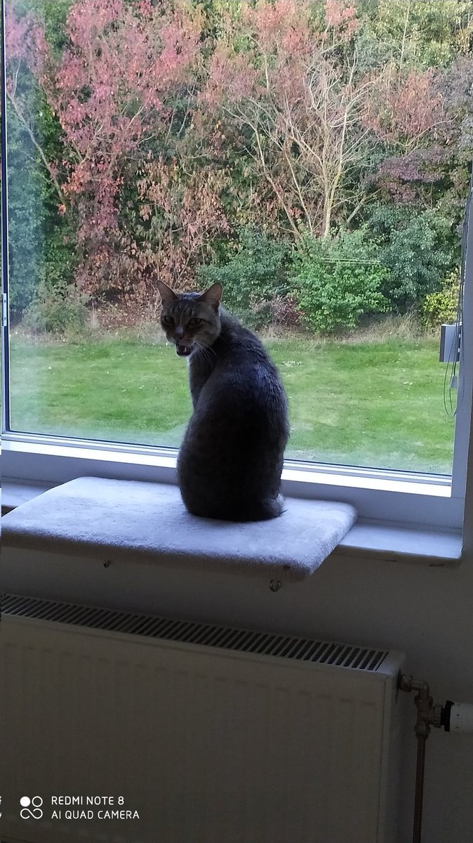 purabibose's tweet photo. #nature at work in #Autumn #AutumnEquinox is here in #sweden cold n cozy cuddle  with a handsome #cat, a
#basicnecessity that #SDGs  fail to include #CatsOnTwitter #CatsofTwittter https://t.co/ykYtl3R86j