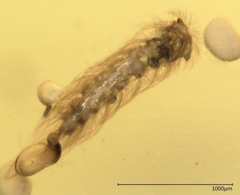 ChanasitJonas's tweet photo. @RMFreitas_1981 @LarsKrogmann Indeed, we are close 😀 #Burmite #Cretaceous #Amber #Bernstein #Kreidezeit https://t.co/K5umlYcgv3