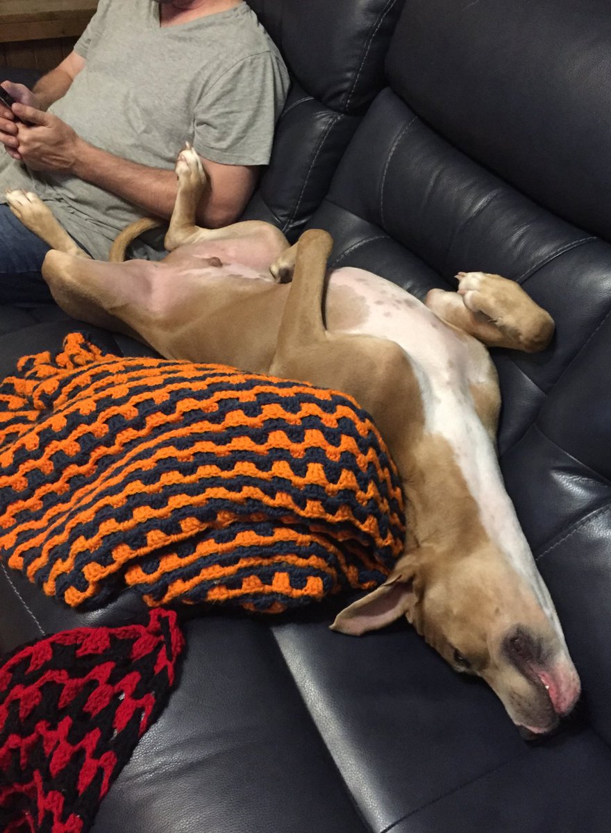 GingerSnaps_MRD's tweet photo. @dog_rates @Trupanion https://t.co/LKS9kXRpfy