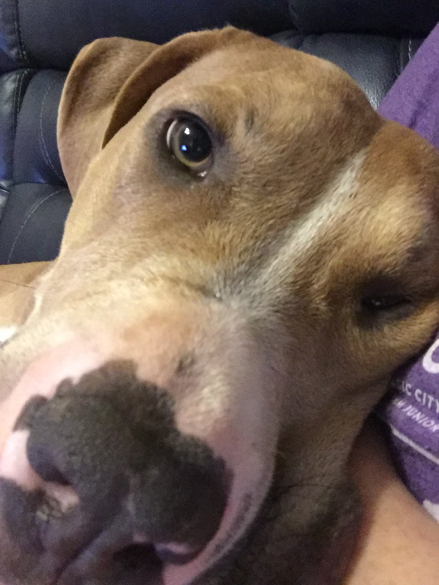 GingerSnaps_MRD's tweet photo. @dog_rates @Trupanion https://t.co/LKS9kXRpfy