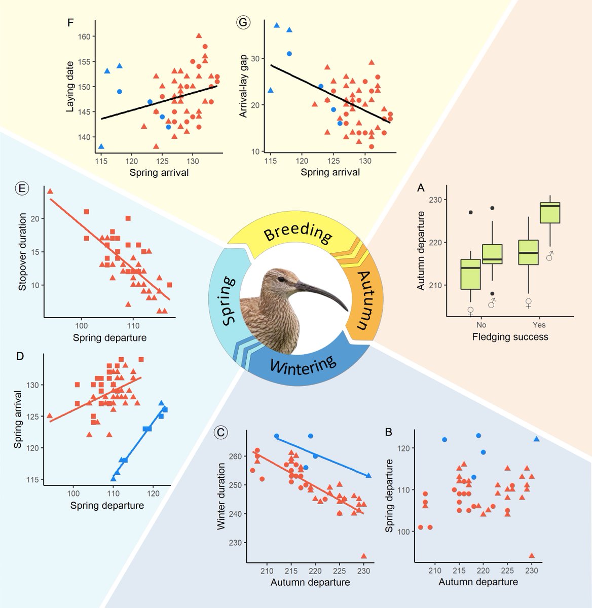 NEW PAPER:
Annual schedule adjustment by a long-distance migratory bird, the Icelandic whimbrel
journals.uchicago.edu/doi/10.1086/72…

I could make a thread summarising the paper, but this figure does a better job.
Paper is not open access - please don't hesitate to DM for a copy.
#ornithology