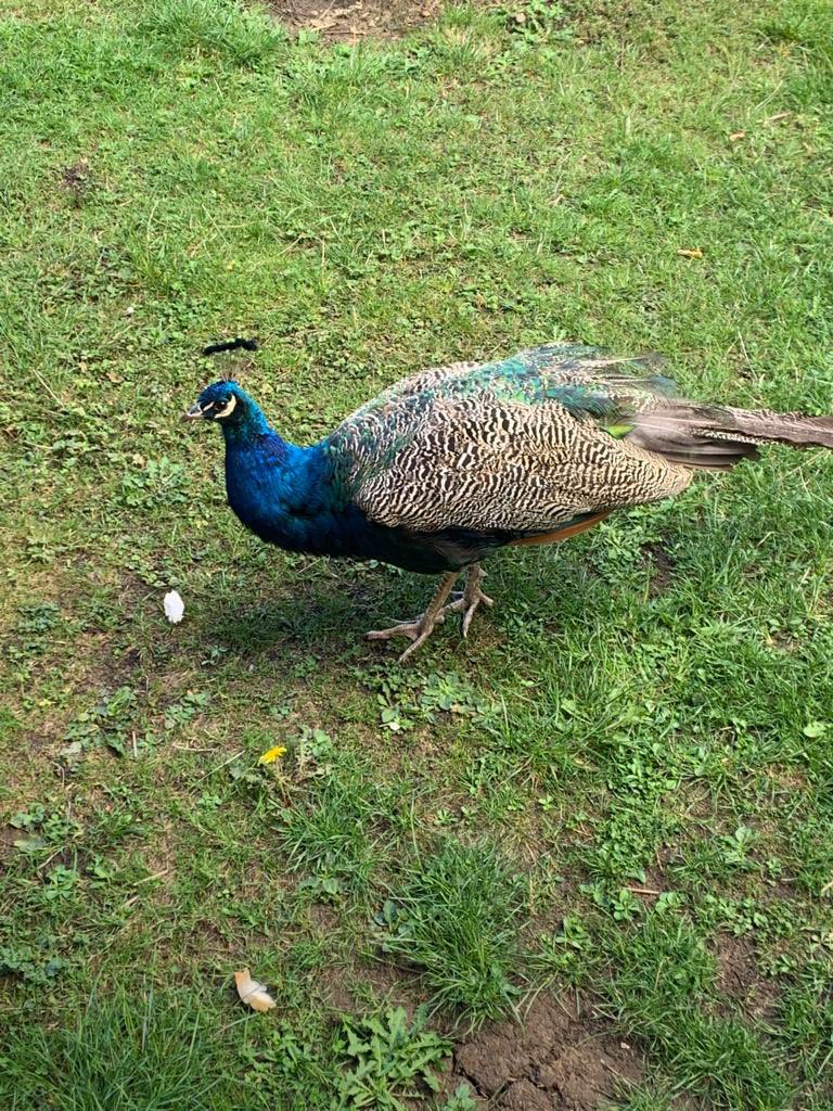 We have a couple of resident peacocks where we live. I have named them Pericles and Parmenion.  Pericles is very diplomatic and says good morning every day. Parmenion is a dick. #Classics #Greece #Macedonia #NOTbirdsofafeather