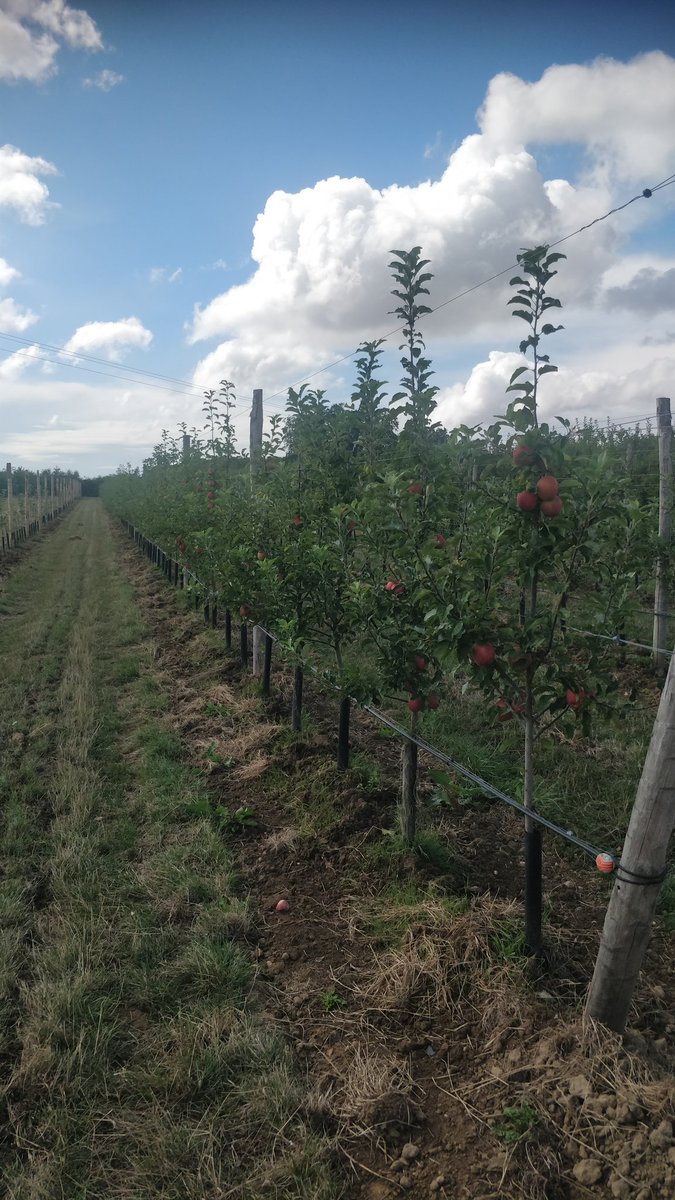 A visit to the fields for an overview of apple breeding and its objectives in France #IHC2022