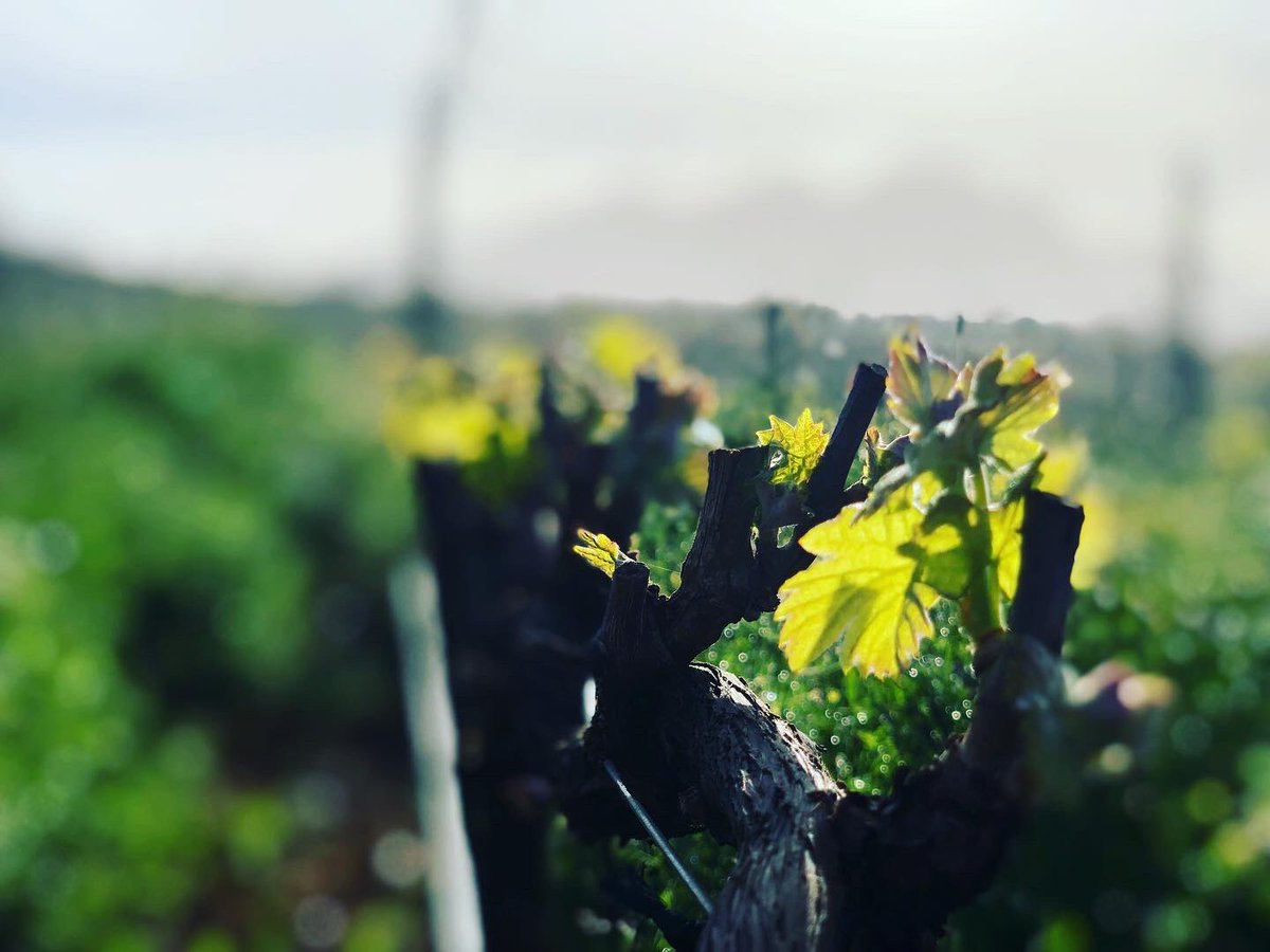 South African spring is in the air, the transformation has begun! 🐝☘️☀️
Our vines are budding -one step closer to the 2023 Stormhoek harvest 🍷

🛒😇

# AlbertHeijn #TescoIreland #WineAngel # Stormhoek #wine #Friday #spring #budding #harvest #grapes #SouthAfrica #Stellenbosch