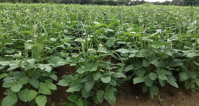 The main farmed crops in Niger are staples, including pearl millet (46% of total area), sorghum (18 %), and cowpea (32% ).