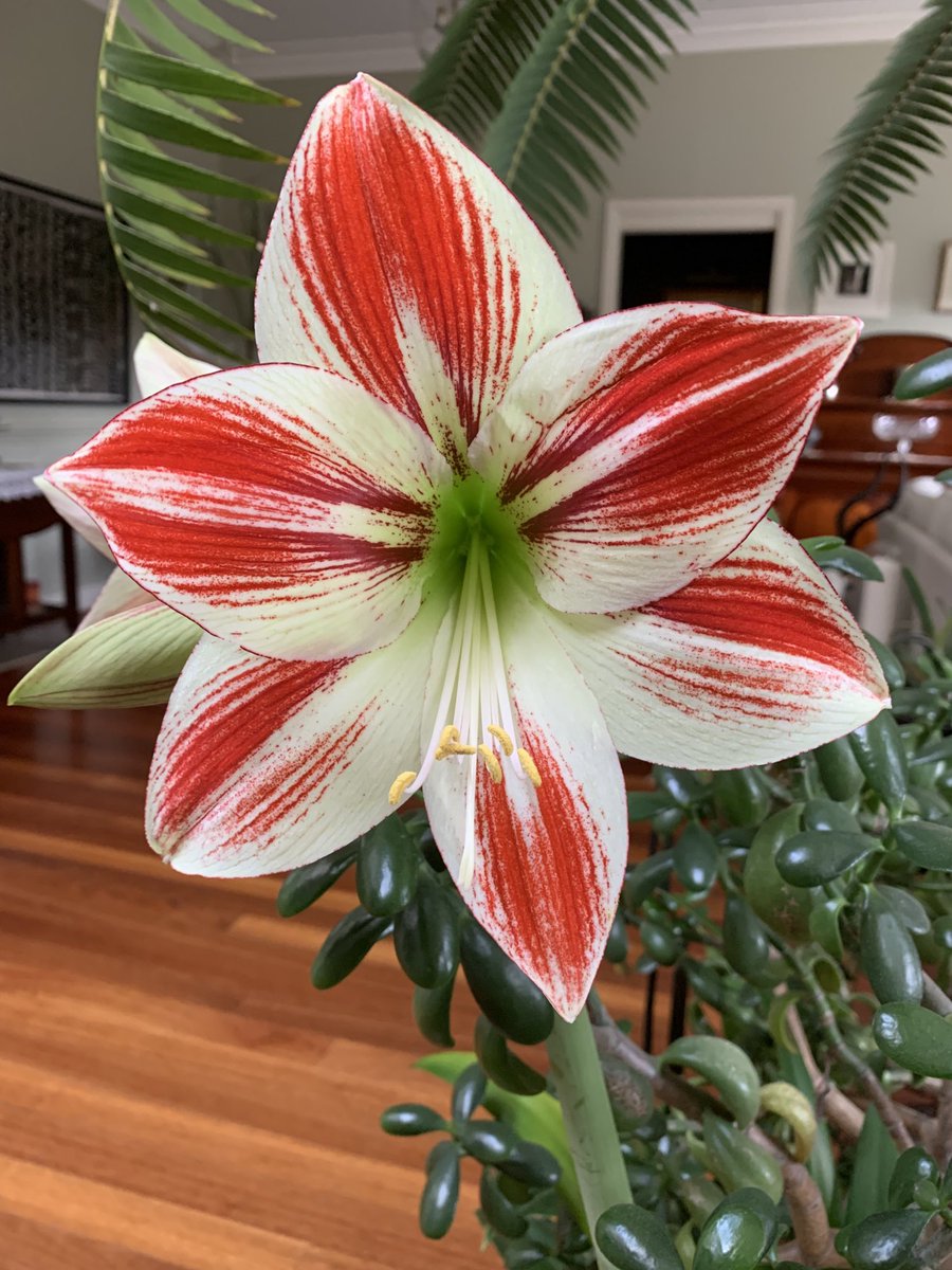 The hippy’s flowers are massive.