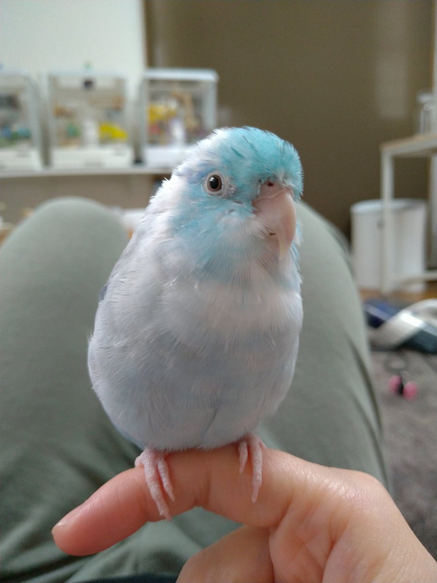 usumeta4's tweet photo. 可愛いと��細工の狭間で揺れ動くインコ https://t.co/37wuinQAD3