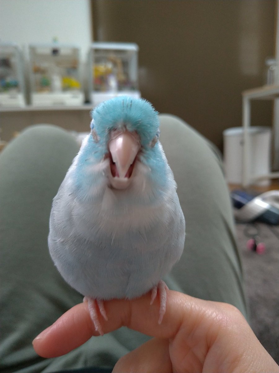 usumeta4's tweet photo. 可愛いと��細工の狭間で揺れ動くインコ https://t.co/37wuinQAD3