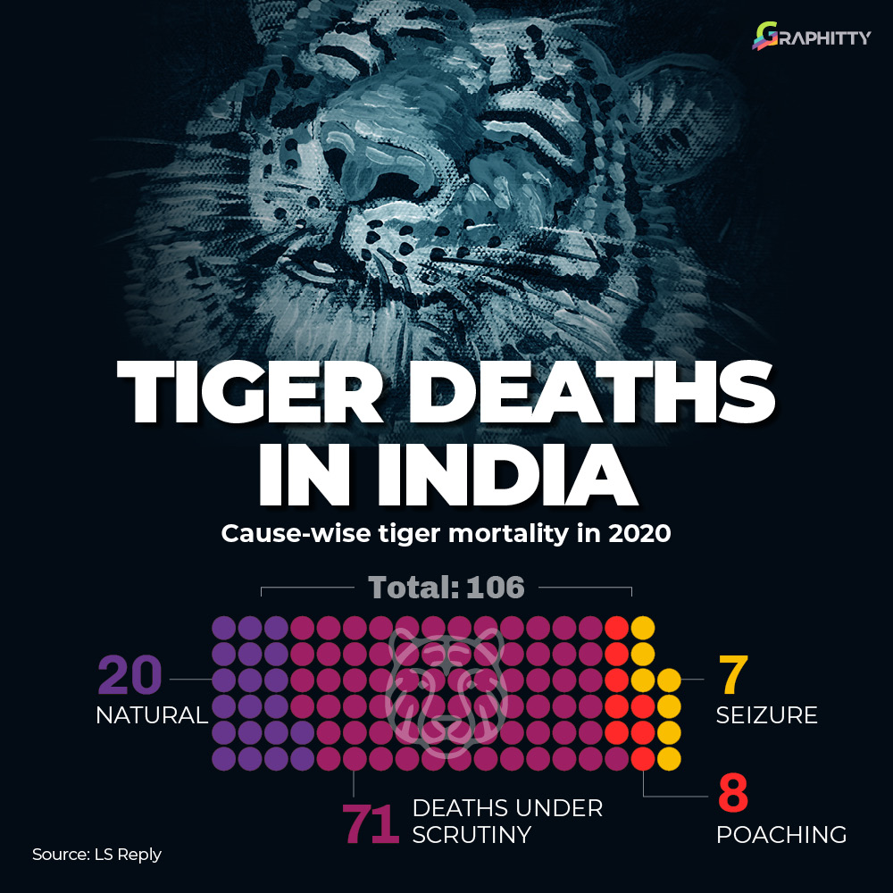 Graphityy1's tweet photo. #SaveTheTiger https://t.co/ji38tnPjJt