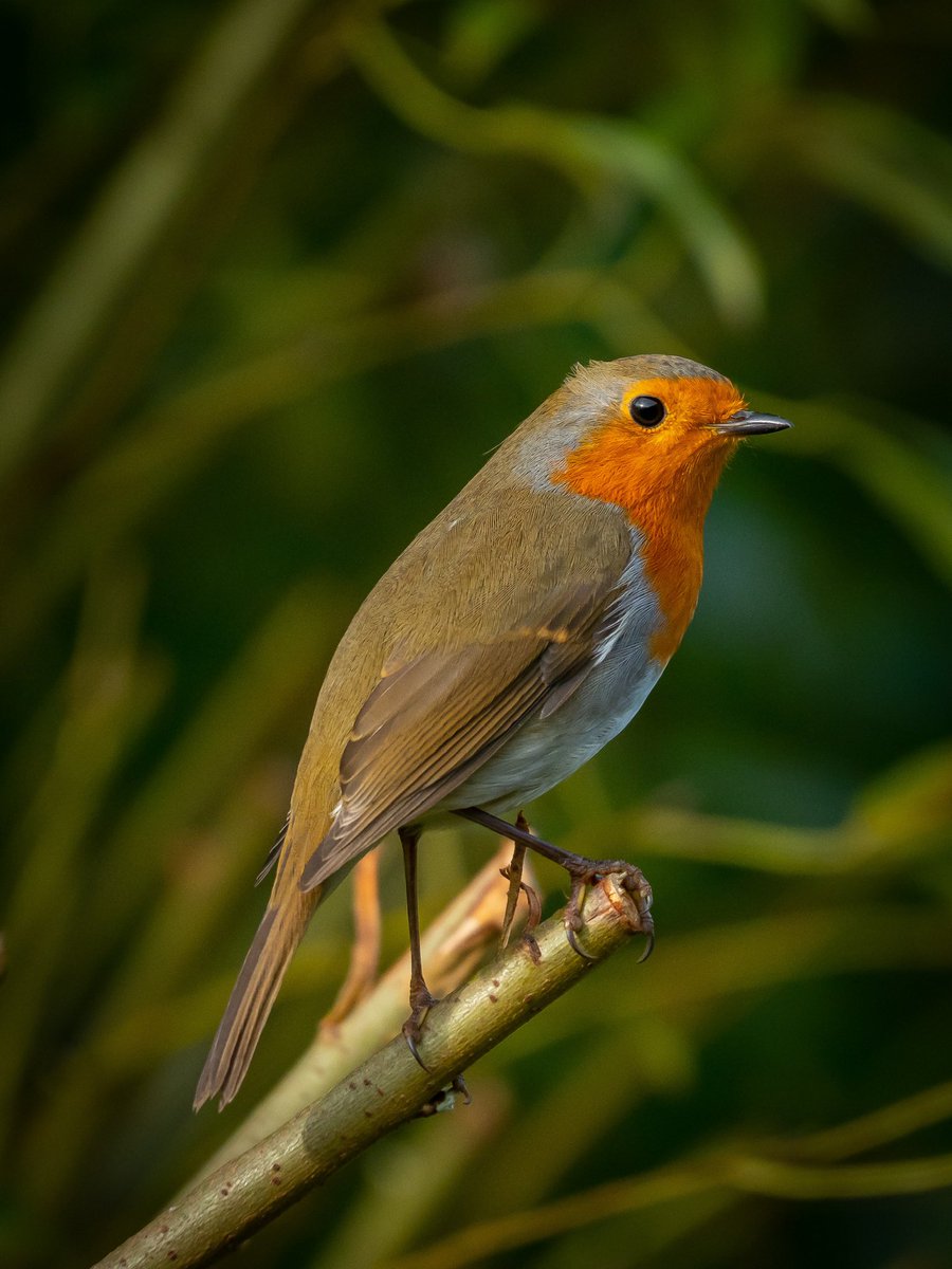 Joeynoble's tweet photo. It’s Friday! We made it! Hope you all have a great day! Here’s a little Robin to bring a smile hopefully!
#DDOR #birds #birdphotography #dailydoseofrobin #Autumn #birdwatching #photography https://t.co/1sPGprXcTq