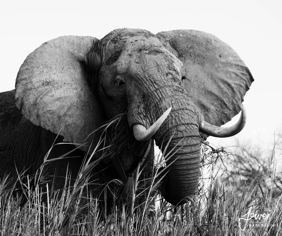 RoyalZambezi's tweet photo. Your gateway to your next spectacular holiday in the Lower Zambezi National Parks just got even easier! Where luxury meets the wild – even our website has enjoyed a bit of a pampering session in 2022. https://t.co/uSaqBvoRv9