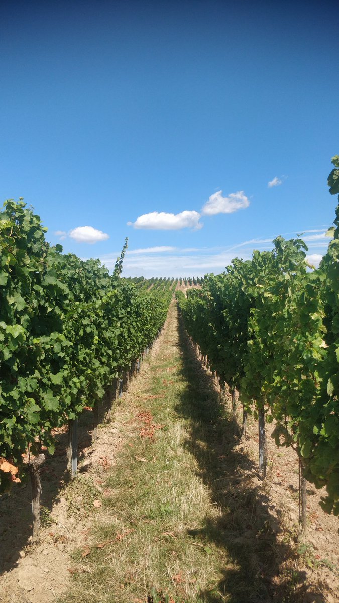 Getting an overview of grapevine breeding at Hochschule Geisenheim University #hsgeisenheim Institut für #Rebenzüchtung. Thanks <a href="/KaiV_F/">Kai Voss-Fels</a>, <a href="/nsibi_mariem/">Mariem Nsibi</a>, and <a href="/the_schmidti/">Maximilian Schmidt</a> for the tour and discussion of your projects!