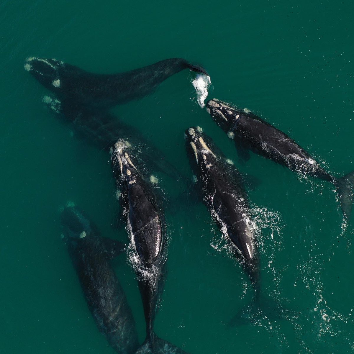 levelhorizons's tweet photo. Mating group of southern right whales #whales #whalesnation #mating #SouthAfrica https://t.co/KB0IaajDo6