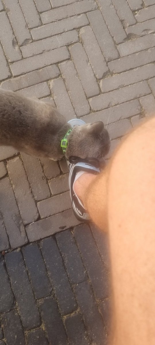 TearneyDean's tweet photo. Sitting outside after a workout to cool down and this little beaut comes over to say hello #workout #cooldown #friendlycat #noseycat https://t.co/ayjibnQB4c