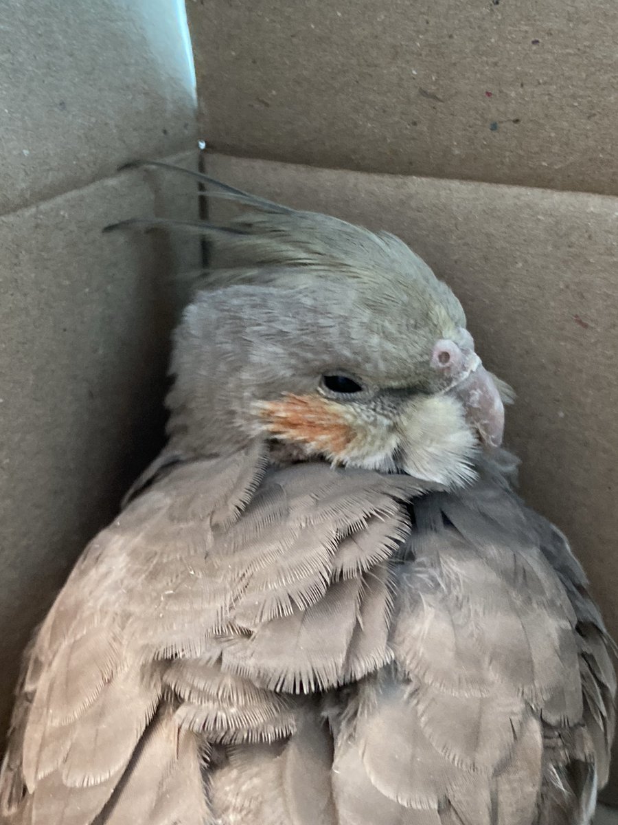 600_b's tweet photo. 2022.09.23
相模原市にて
迷子と思われる灰色のオカメインコを保護し、警察に預けました。「ロストペット」「いんこだより」「ペットのきもち」に登録してあります。無事のお帰りを願っています。 https://t.co/qrMvvy80K6