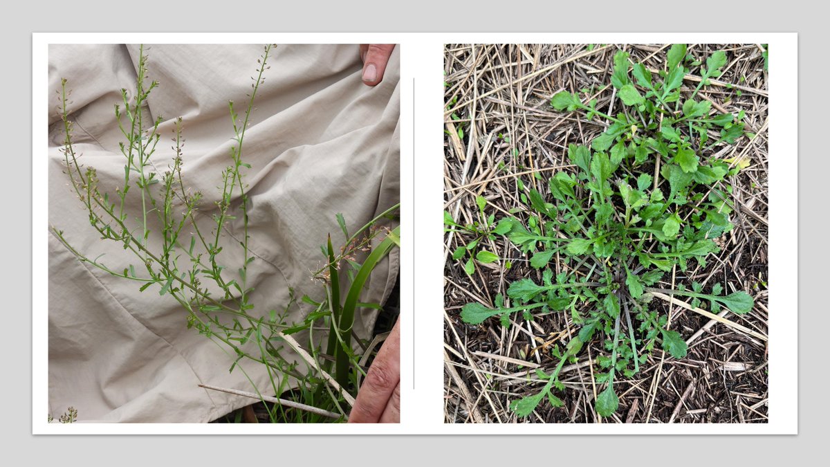 Our <a href="/Coastcare_Vic/">Coastcare Victoria</a> Community Grant funded surveys are discovering more about the distribution and ecology of the endangered plant #lepidium desvauxii - these two pics show the difference in this plant between late summer (left) and early spring (right)! #ownpic