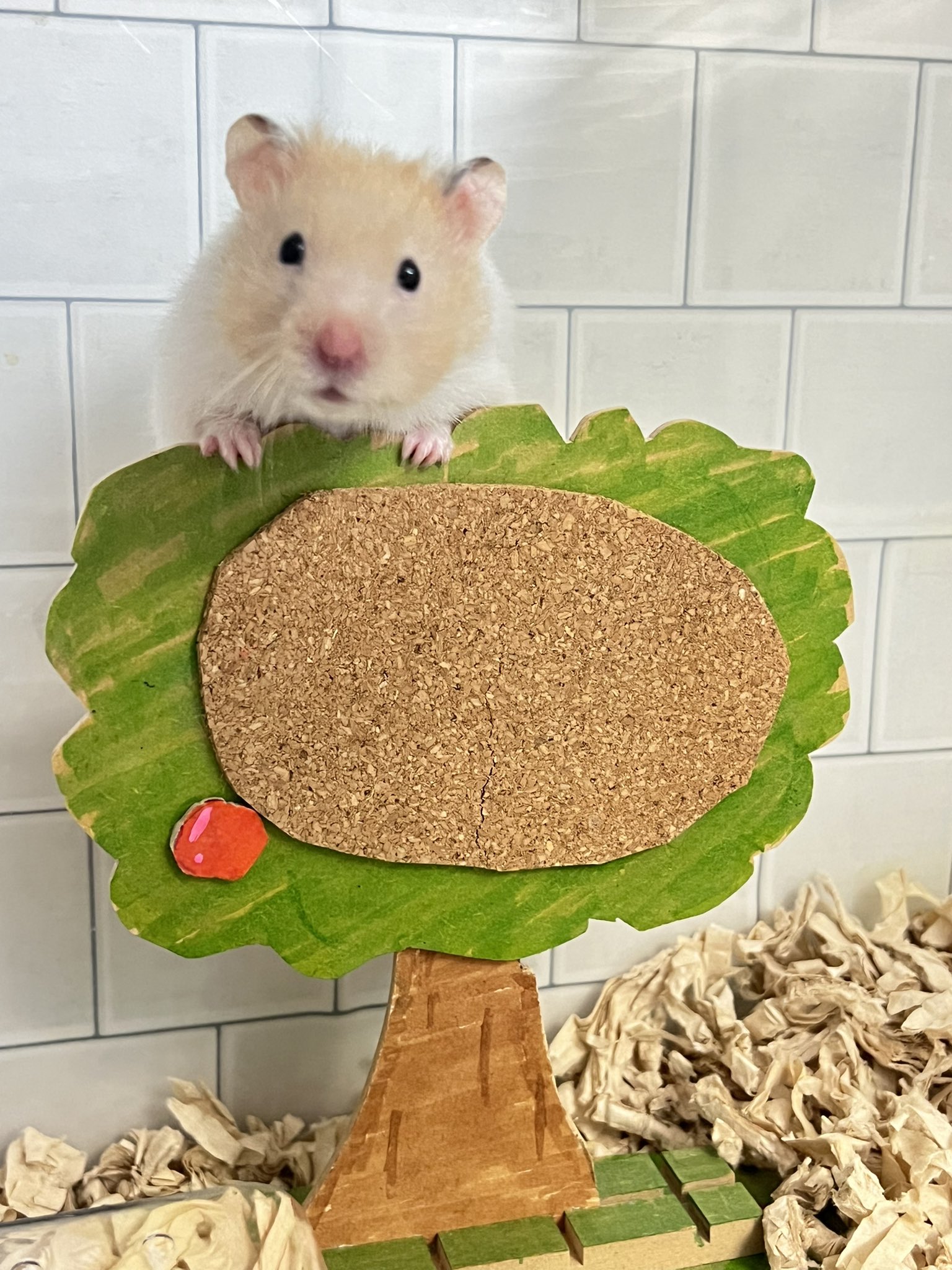 エビマヨ Ebimayochannel Twitter