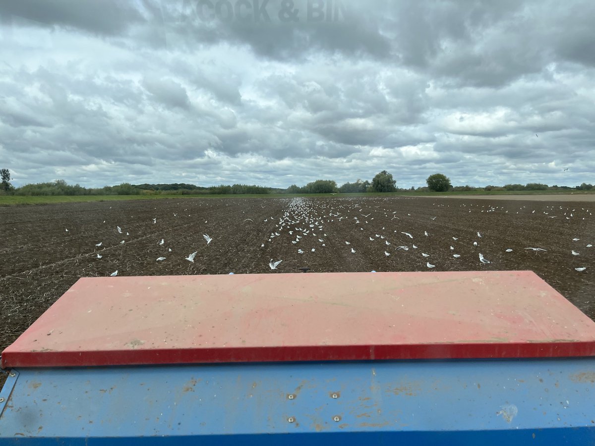 SustEnvFarming's tweet photo. #breadwheat #millingoats #maltingbarley going in this week for #harvest23
Nice https://t.co/AJGNFDH4Jp