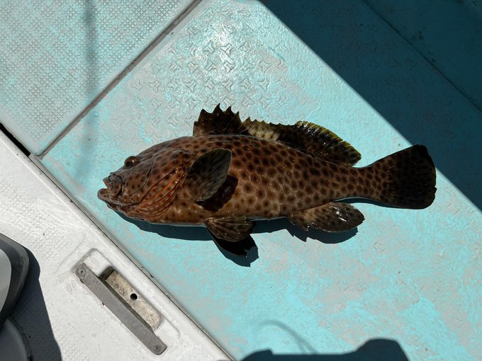 見慣れたメンバーだが、iPhone新しくしたし写真を撮っておいた
ウミスズメだけ新顔で、オジロバラハタの口の中に引っかかってた 