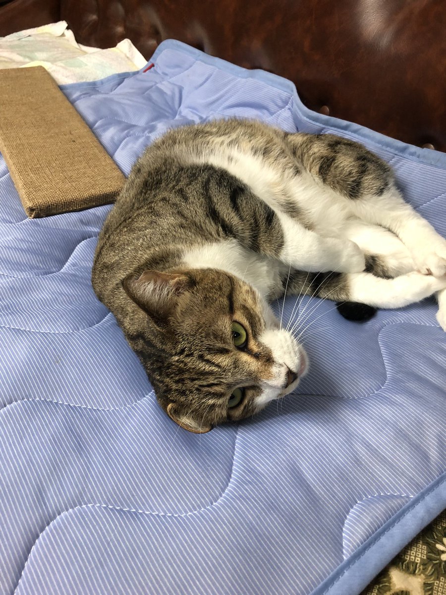 sultandenka's tweet photo. 保護から78日目
病院の恨みでまだ拗ねてる
#猫 #ねこ #保護猫 #野良猫 #猫好き #猫がいる暮らし https://t.co/ThDpRXtUPq
