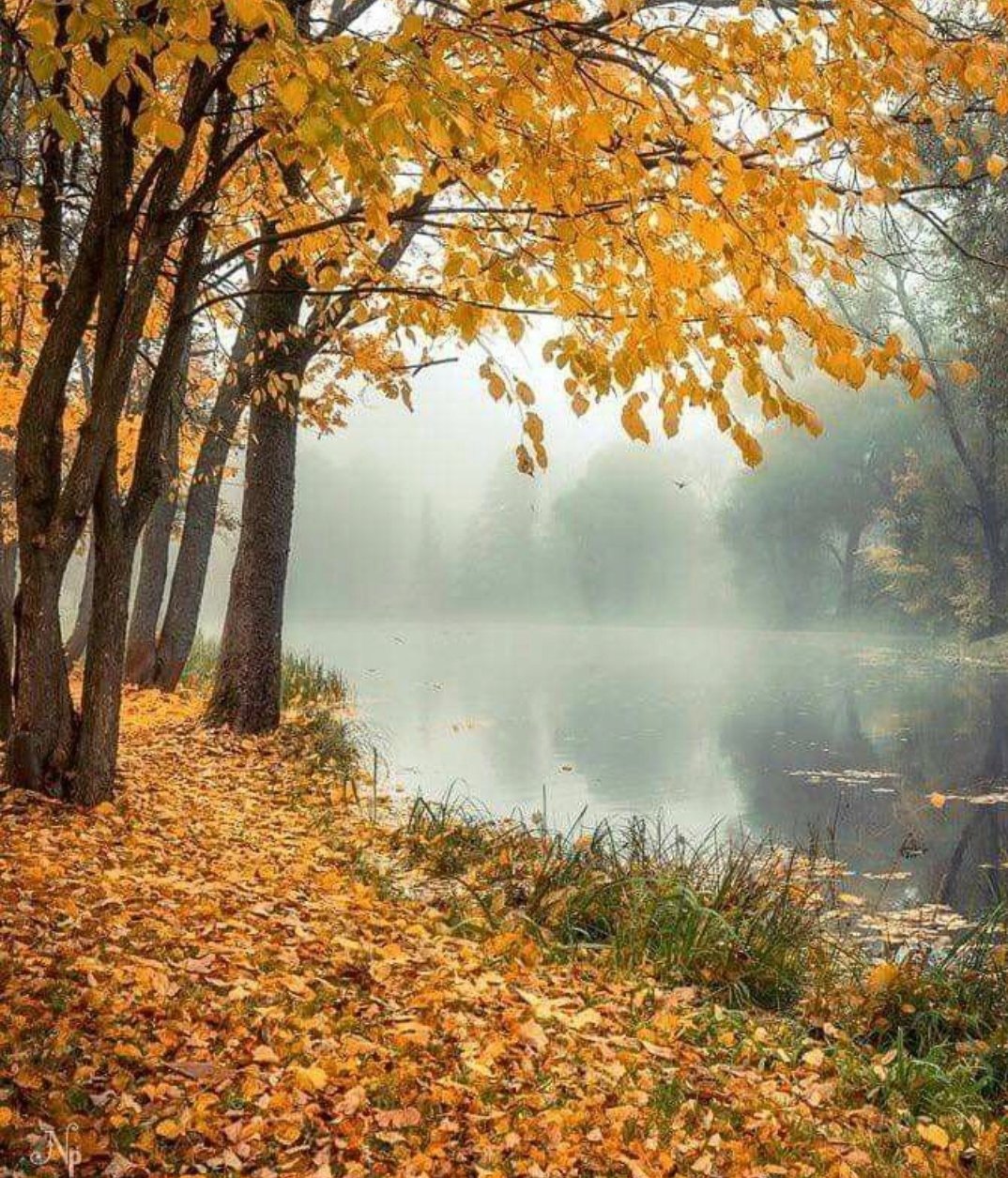 Осень картинки