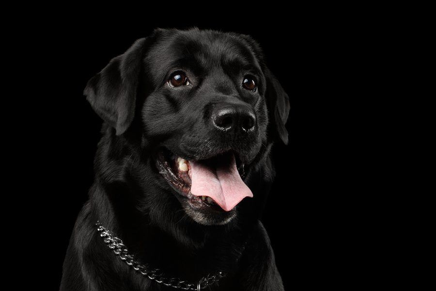 Black Dog🐕
#Dog #dogsoftwitter