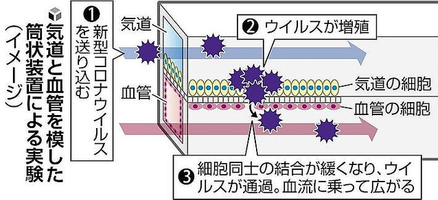 livedoornews's tweet photo. 【研究】新型コロナウイルスが血管内へ侵入して全身に広がる仕組み、京大や阪大のチームが解明
https://t.co/gmgsu1w8GU

病原体の侵入を防ぐ血管の「バリア」に隙間を作って通過しているとみられ、この働きを抑える薬を開発できれば重症化を防ぐことができる可能性があるという。 https://t.co/8XZEpcGHY5